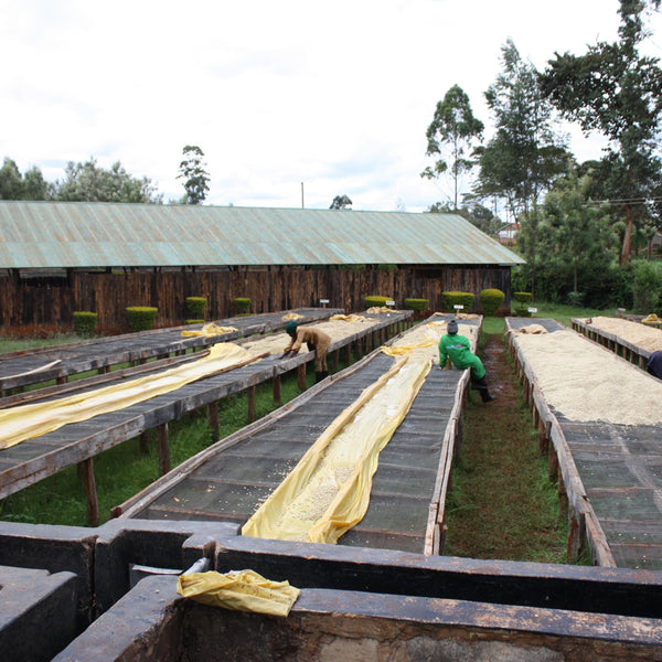 AB Kaiguri #101 - Mutheka Farmers’ Cooperative, Nyeri