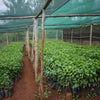 AB Kaiguri #101 - Mutheka Farmers’ Cooperative, Nyeri