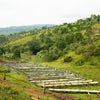 Karambo Anaerobic Natural - Muyinga