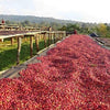 Kayo Natural Lotto 1, Shakiso - Guji