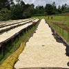 AA Gatomboya Lotto #113 Competition, Nyeri