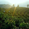 Finca La Lima, Estrella Divina project - La Coipa