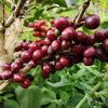 Finca La Cumbre Natural, controlled drying - Huila