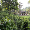 Cafè Granja la Esperanza lotto <i>Lagunas de Narino</i> - Buesaco - new crop