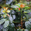 Apolonio Canales' Finca El Picacho - Massaguara, Intibuca