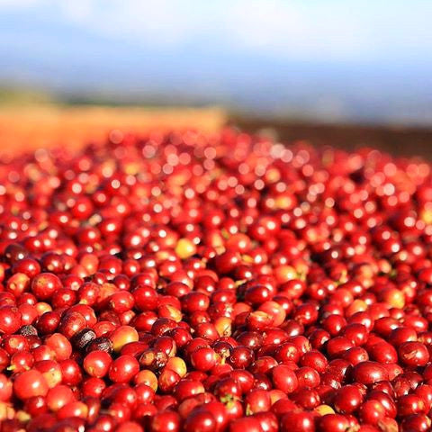 Nero Scuro Specialty Coffees Finca Muxbal - Tapachula, Chiapas, Southern Mexico by Nero Scuro Specialty Coffees - 1
