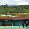 Baragwi Farmers Cooperative Lotto #139 - Kirinyaga