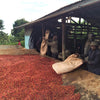 Baragwi Farmers Cooperative Lotto #139 - Kirinyaga