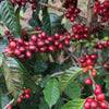 Granja La Esperanza Las Margaritas Pacamara XO. - Cauca Valley