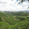 Pè de Cedro Estate Yellow Bourbon Pulped Natural - Mantiqueira de Minas