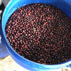 Finca San Carlos Dos, # 7 - Macerato 90h Naturale – Morazán