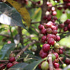 Sewana natural Lot #1- Guji Highland