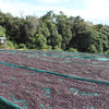 Sewana natural Lot #1- Guji Highland