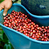 Granja La Esperanza Mandela Caribe Double Anaerobic Natural - Auction Lot 17B