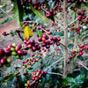 Wocho Sololo Anasora Natural - East Guji - Speciale Dicembre