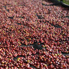 Wocho Sololo Anasora Natural - East Guji - Speciale Dicembre